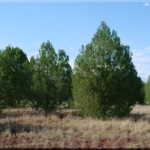 225-acres-in-ashfork